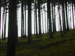 Indice foliaire sous sapins
