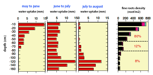 Variation of water uptake in different soil layers
