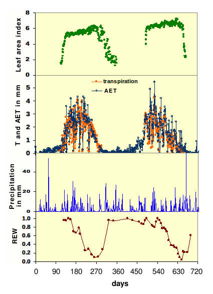 Example of temporal variation in a beech forest in lowlands
