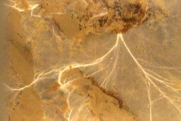 Hyphes extramatriciels d’un champignon mycorhizien
