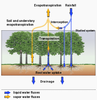 In and out-flowing water fluxes
