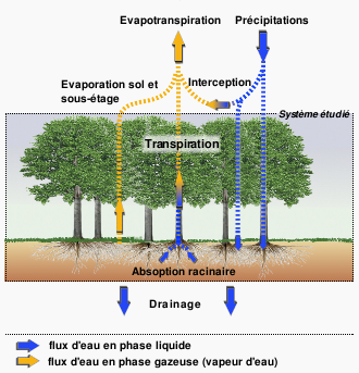 Schéma des flux d'eau entrants et sortants
