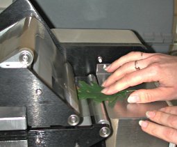 Mesure de la surface d'une feuille
