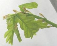 jeunes feuilles de chêne
