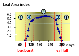 Phenology for deciduous species
