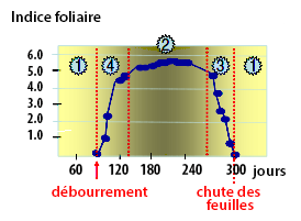 Phénologie des espèces décidues
