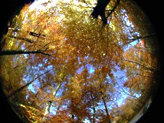 Couvert d’automne
