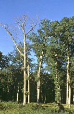Dépérissement du chêne en forêt de Tronçais.