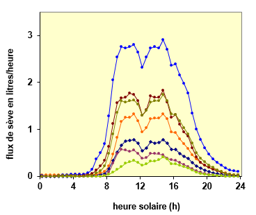 Variation de la transpiration des arbres
